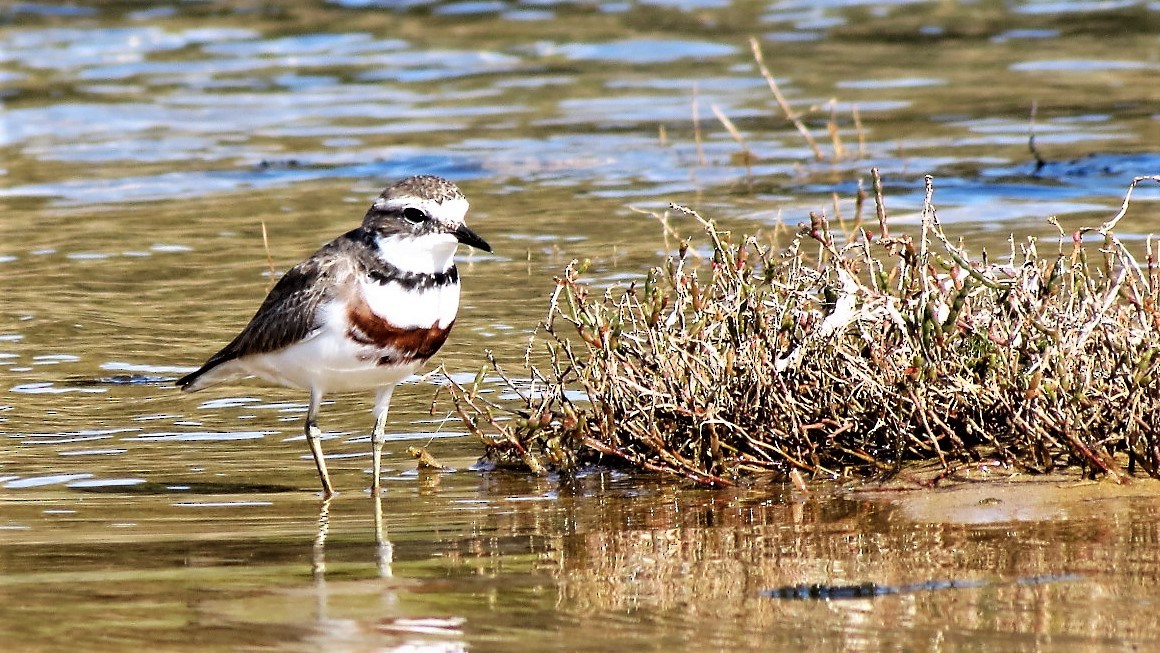 Double-banded Plover - ML110437881