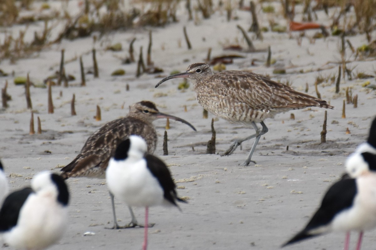 Whimbrel - ML110439021