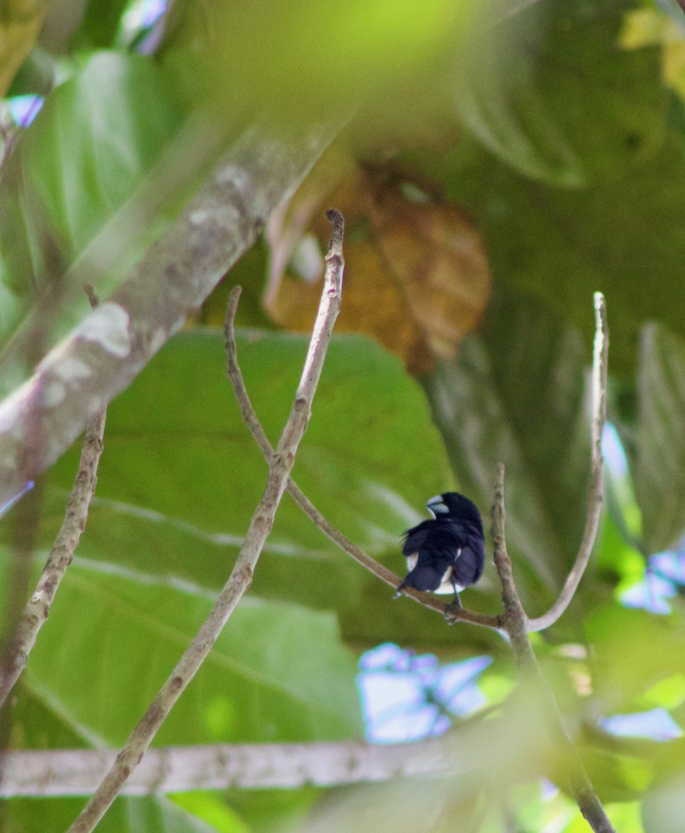 Capuchino Bicolor - ML110439411