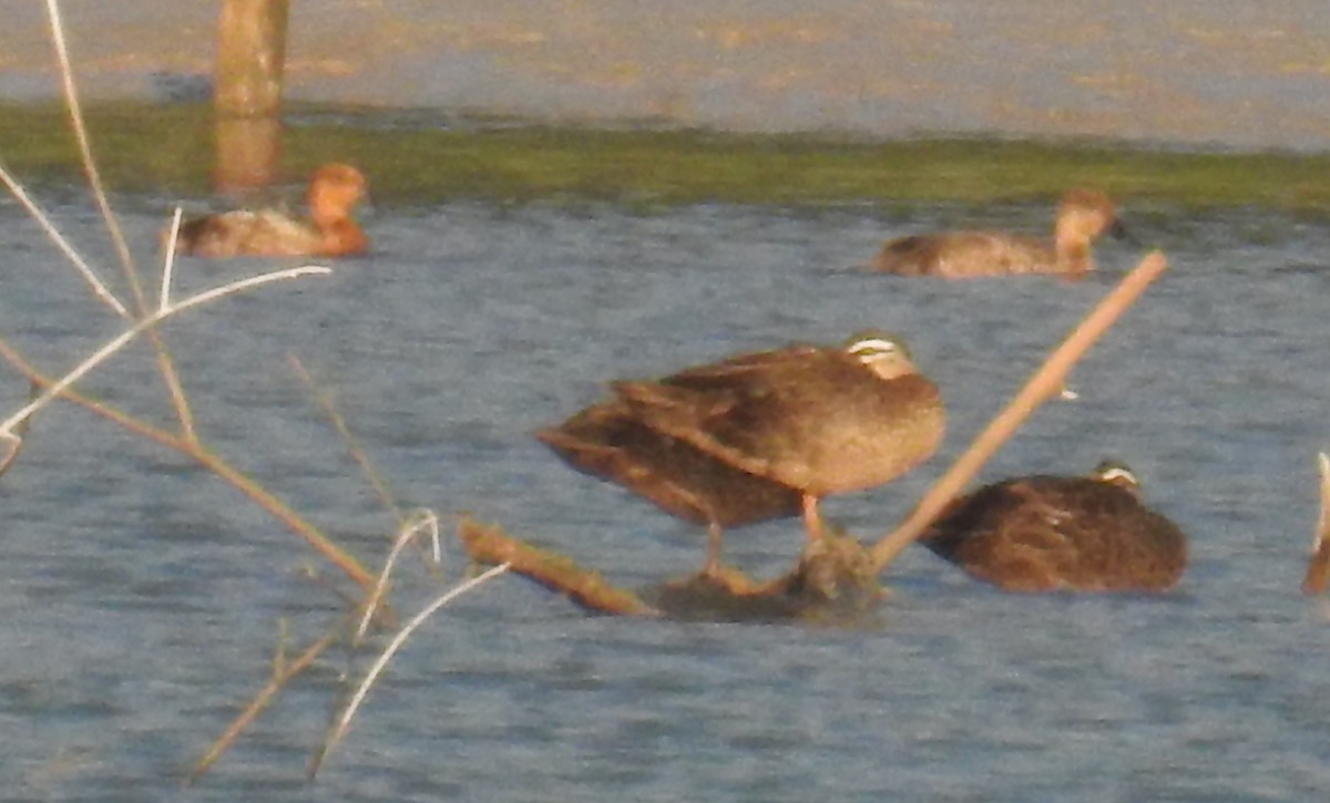 Pacific Black Duck - ML110441101