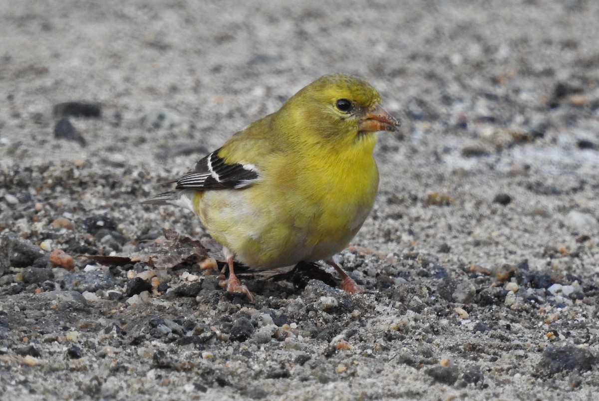 American Goldfinch - ML110441111