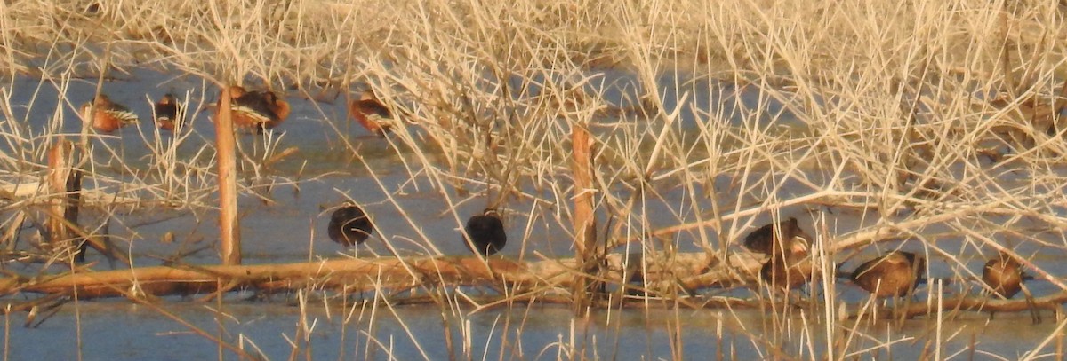 Wandering Whistling-Duck - ML110441521