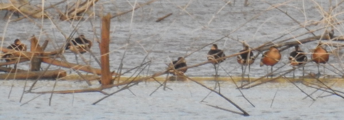 Wandering Whistling-Duck - ML110441561