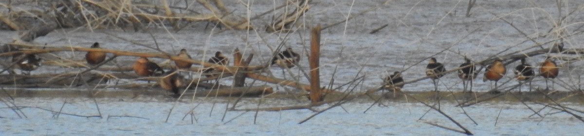 Wandering Whistling-Duck - ML110441591