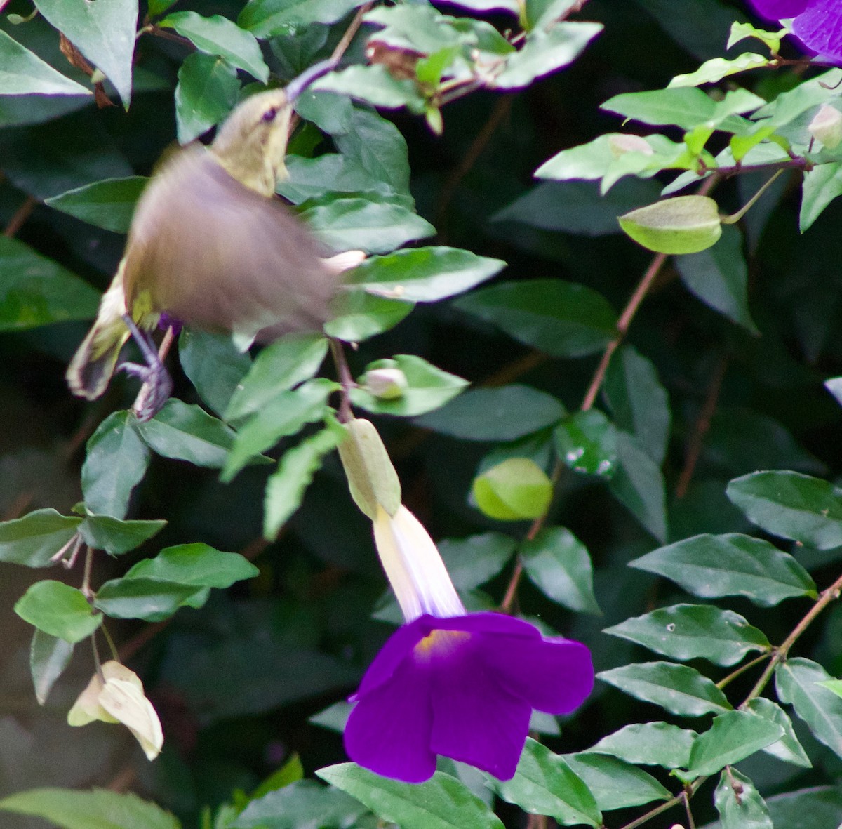 Olive-bellied Sunbird - ML110441601