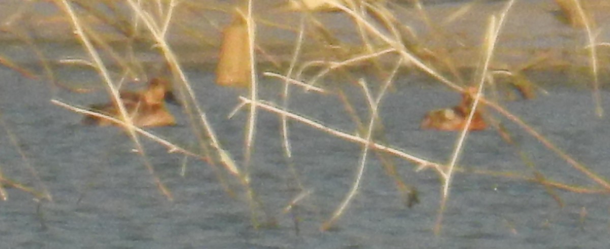 Wandering Whistling-Duck - ML110441711