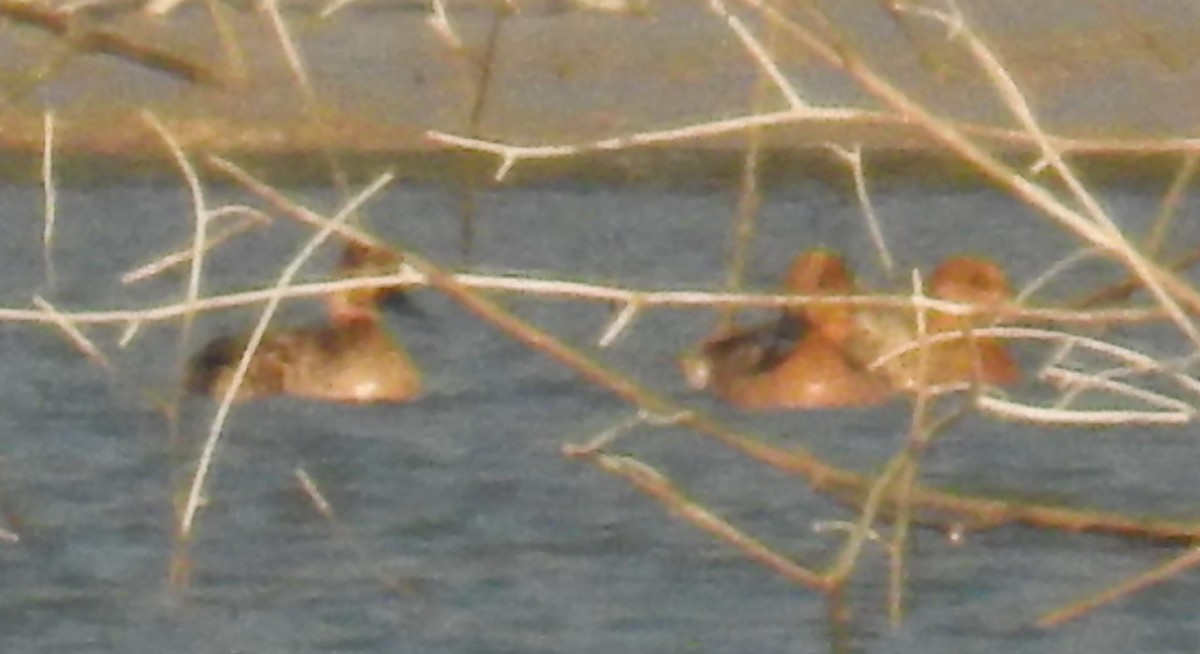 Wandering Whistling-Duck - ML110441761