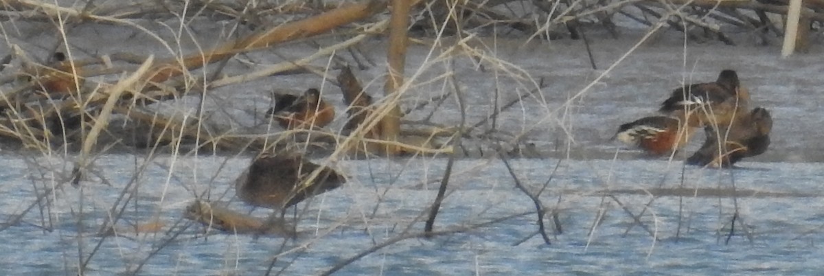 Wandering Whistling-Duck - ML110441801