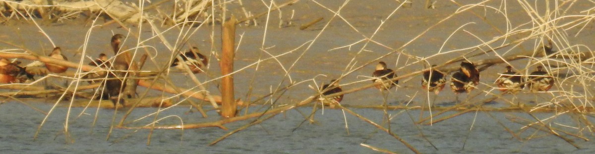 Wandering Whistling-Duck - ML110441821