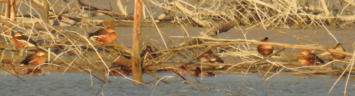 Wandering Whistling-Duck - ML110441851