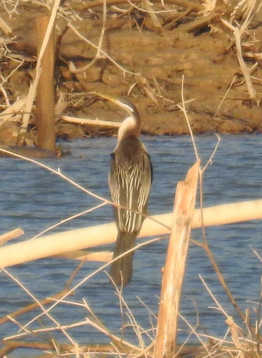 Australasian Darter - ML110442111