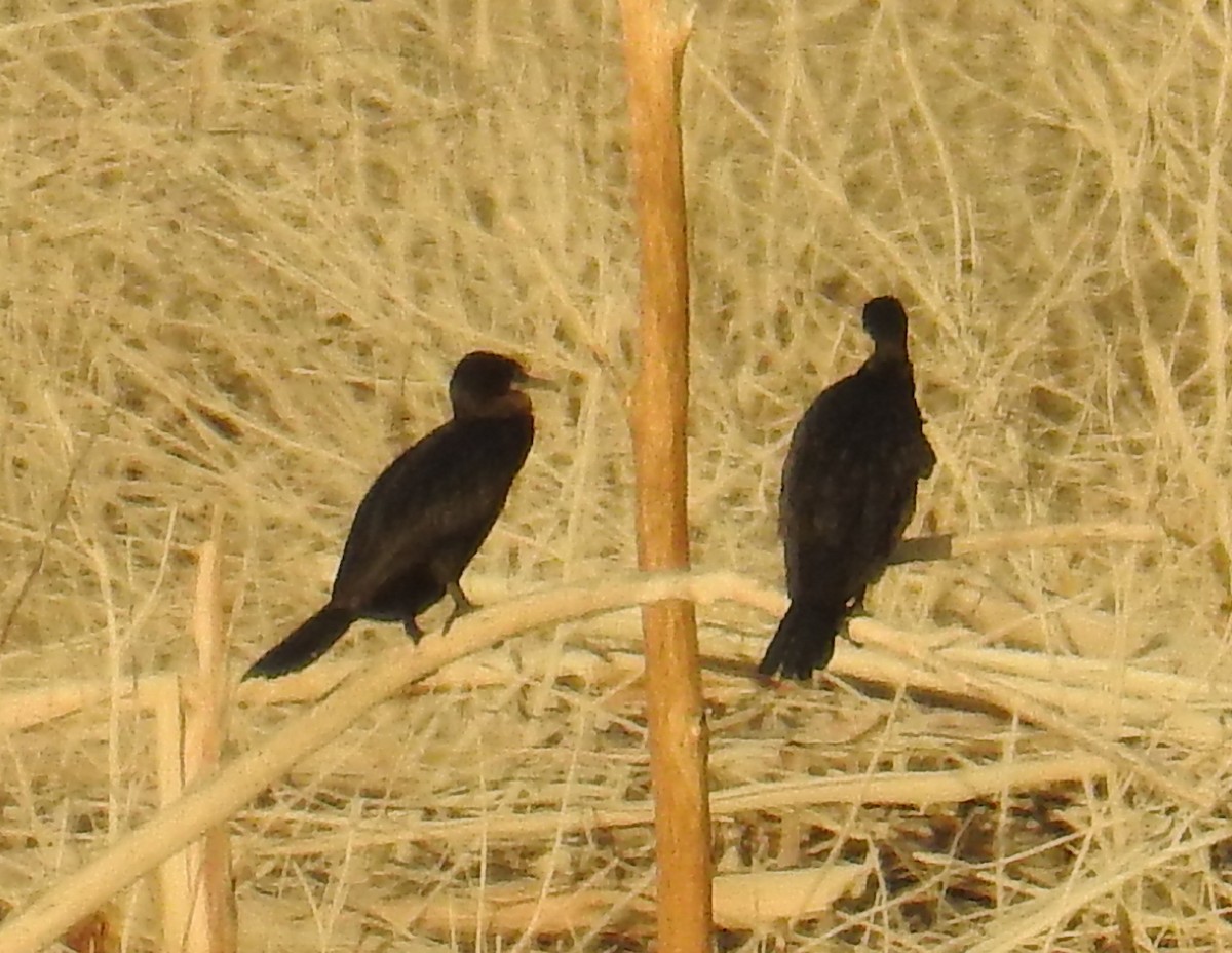 Little Black Cormorant - ML110442161