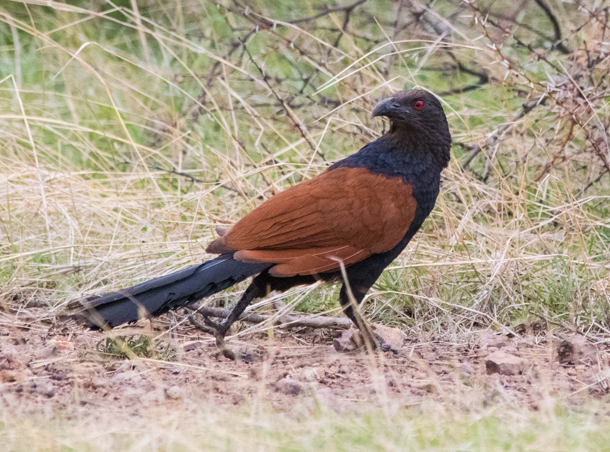 Greater Coucal - ML110442221