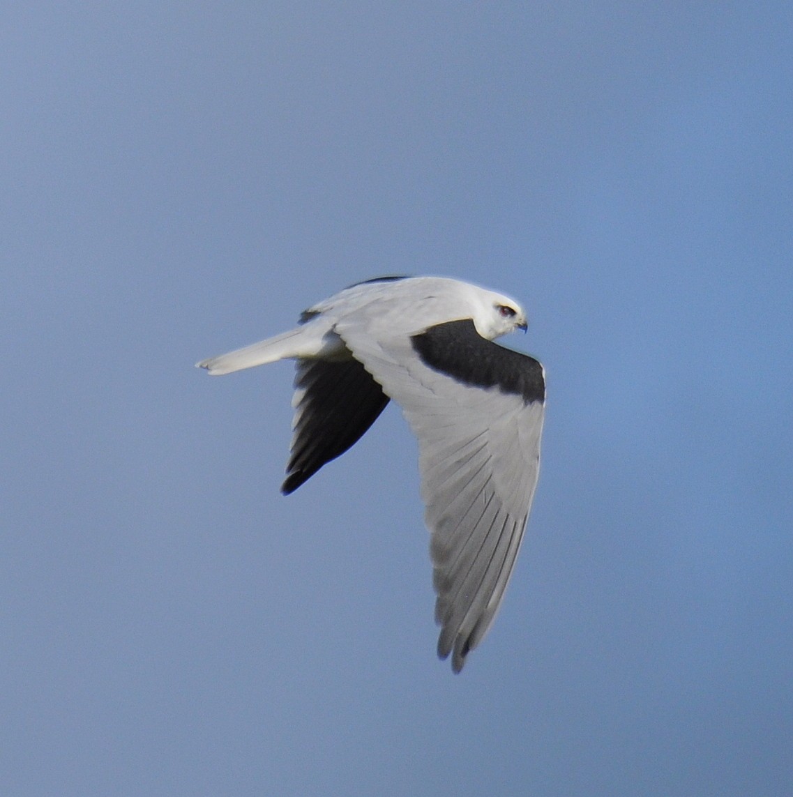 Black-shouldered Kite - Diana Flora Padron Novoa