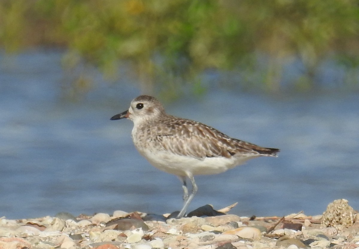 Black-bellied Plover - ML110442781