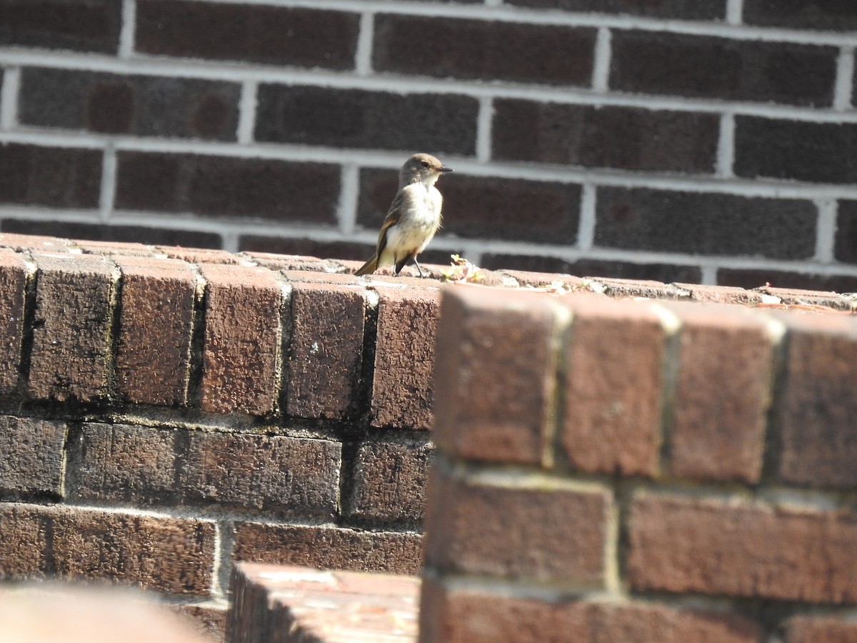 Eastern Phoebe - Andrea Frary