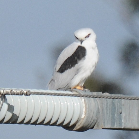 Black-shouldered Kite - ML110442981