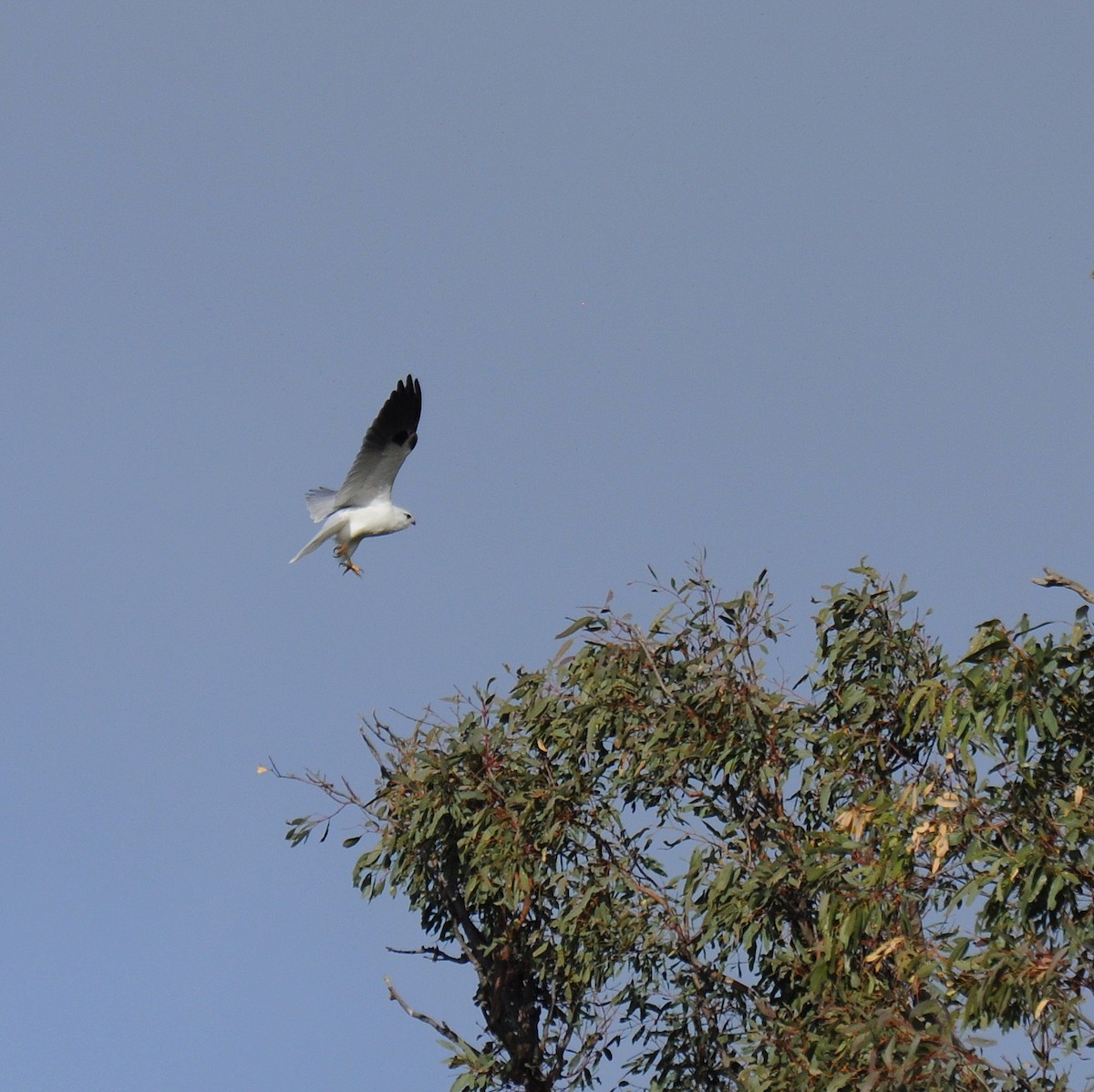 Black-shouldered Kite - ML110443181