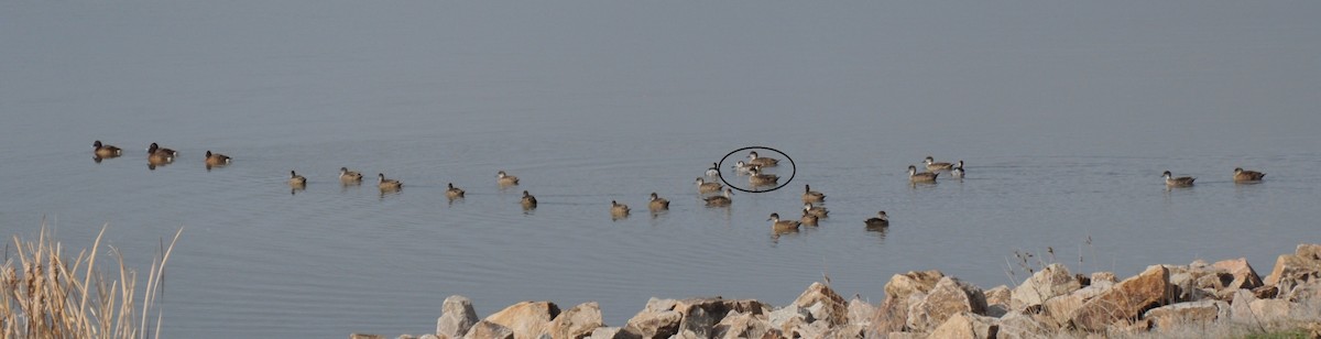 Pink-eared Duck - ML110443621