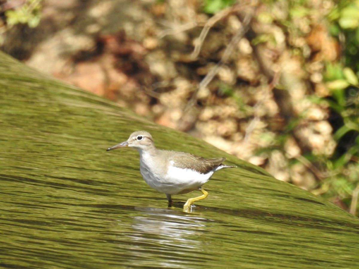 Spotted Sandpiper - Andrea Frary