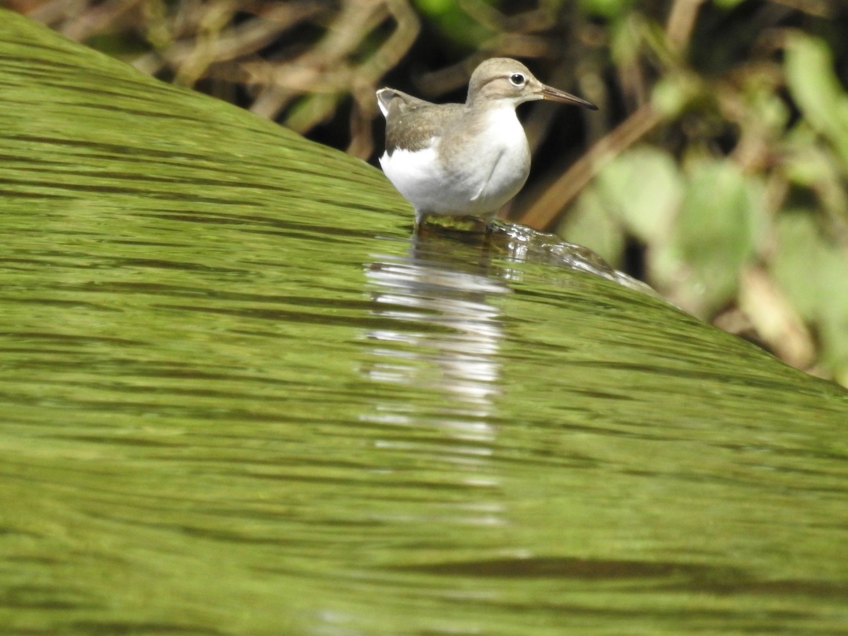 Spotted Sandpiper - ML110444631