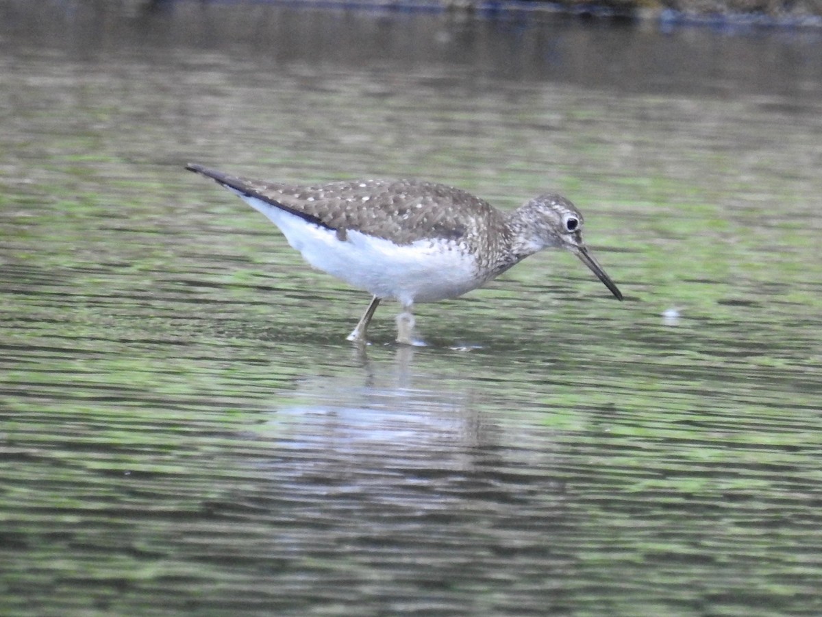 Solitary Sandpiper - Andrea Frary