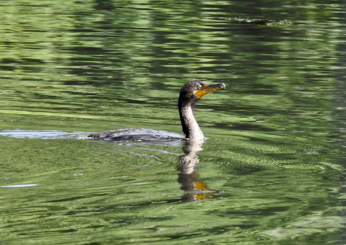 Double-crested Cormorant - Andrea Frary