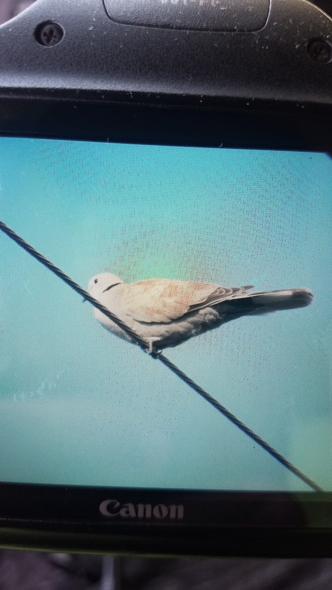 Eurasian Collared-Dove - ML110447101