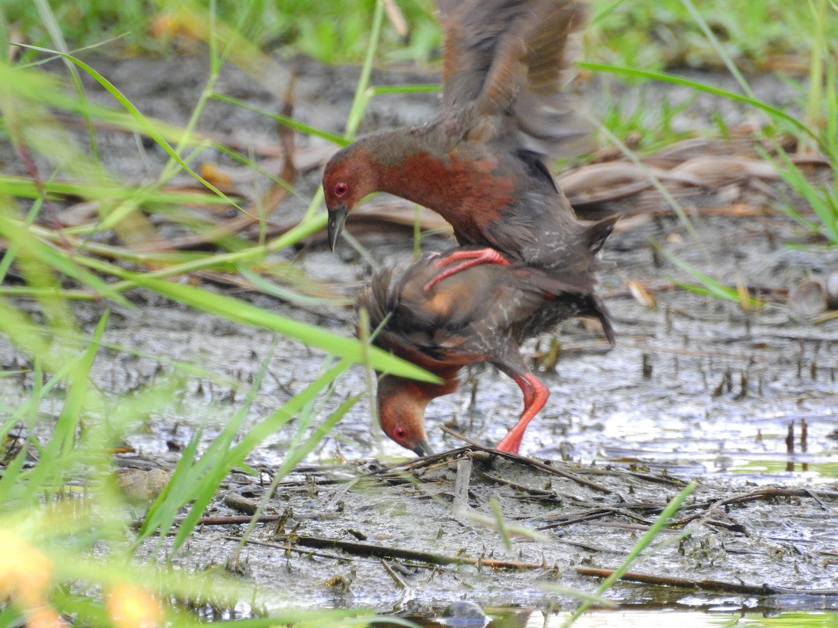 Ruddy-breasted Crake - Arlango Lee