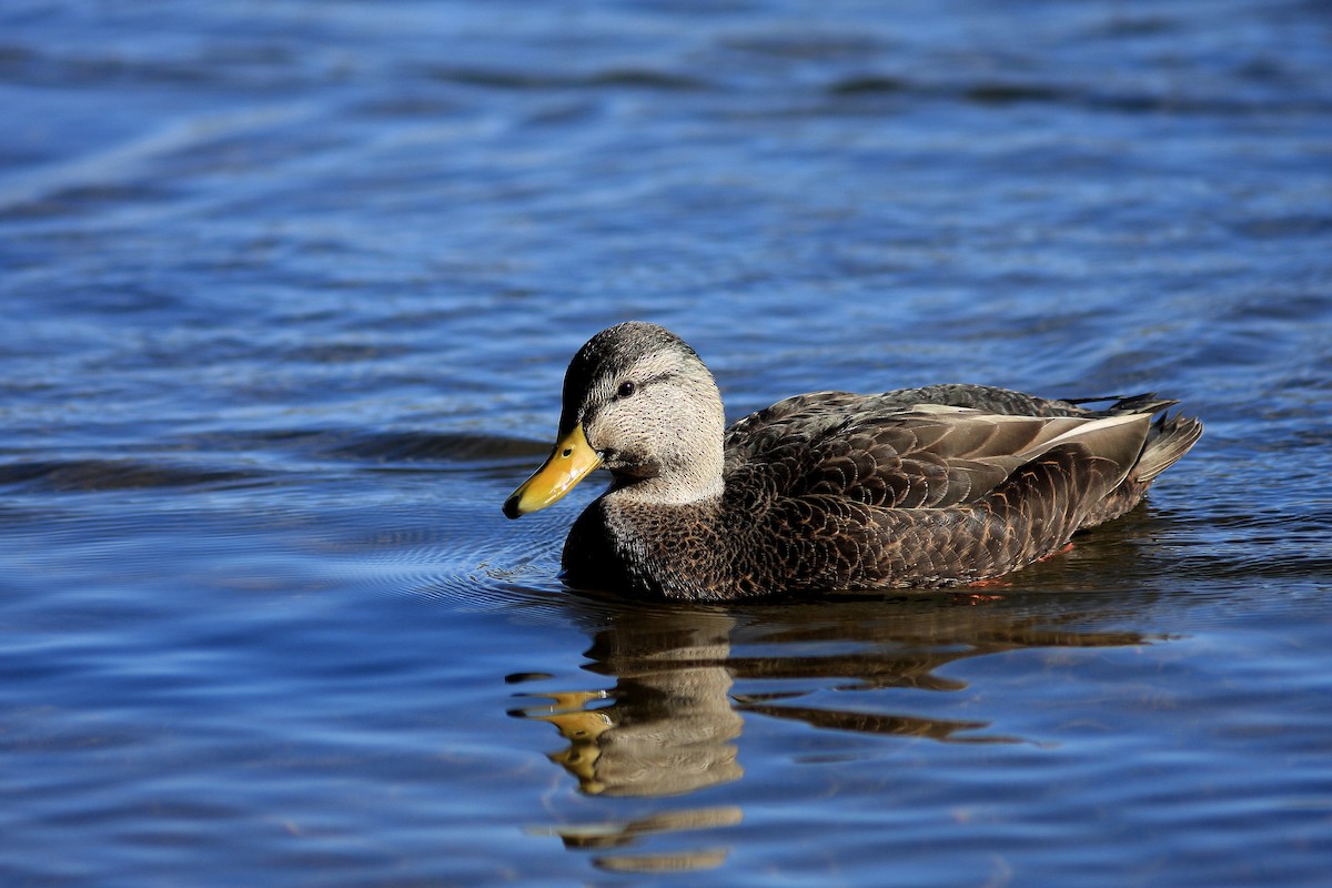 American Black Duck - ML110450181