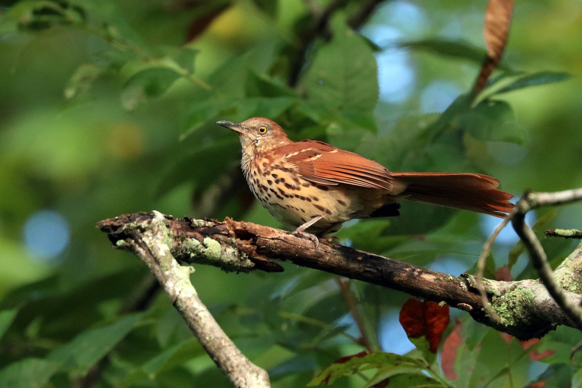 Brown Thrasher - Colin Sumrall