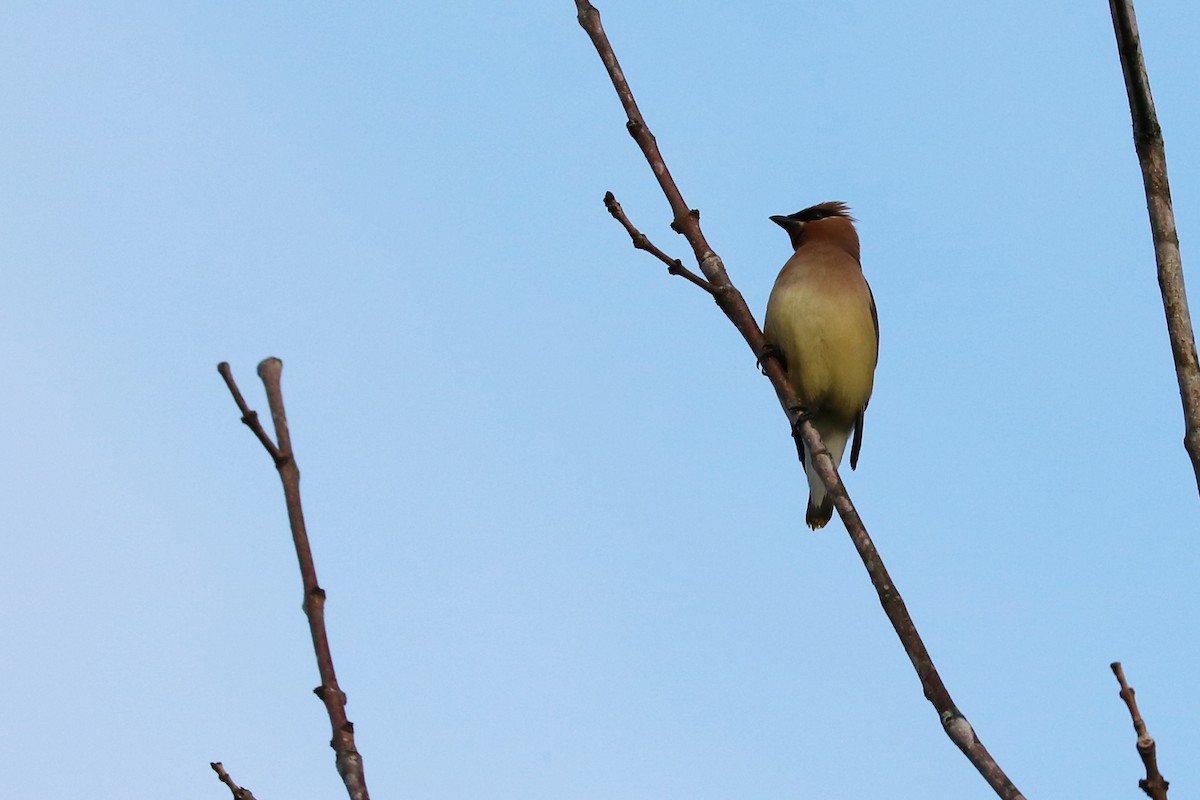 Cedar Waxwing - ML110450541