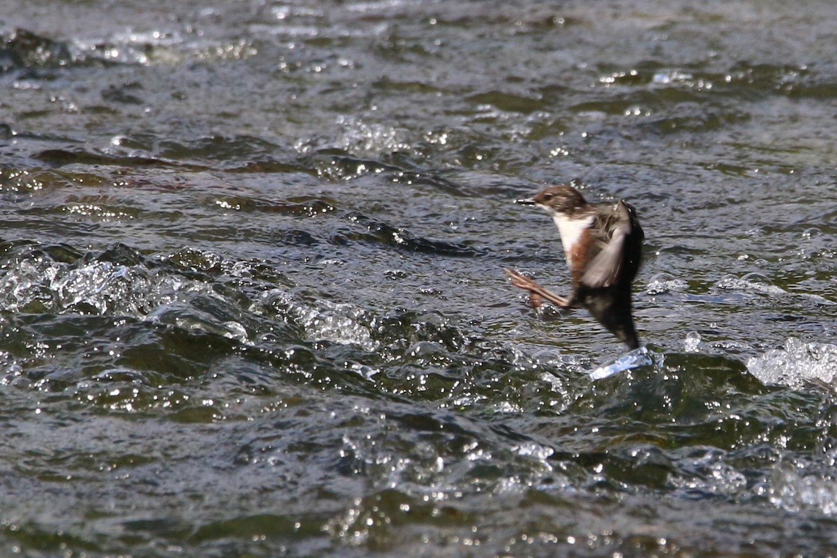 White-throated Dipper - Wigbert Vogeley