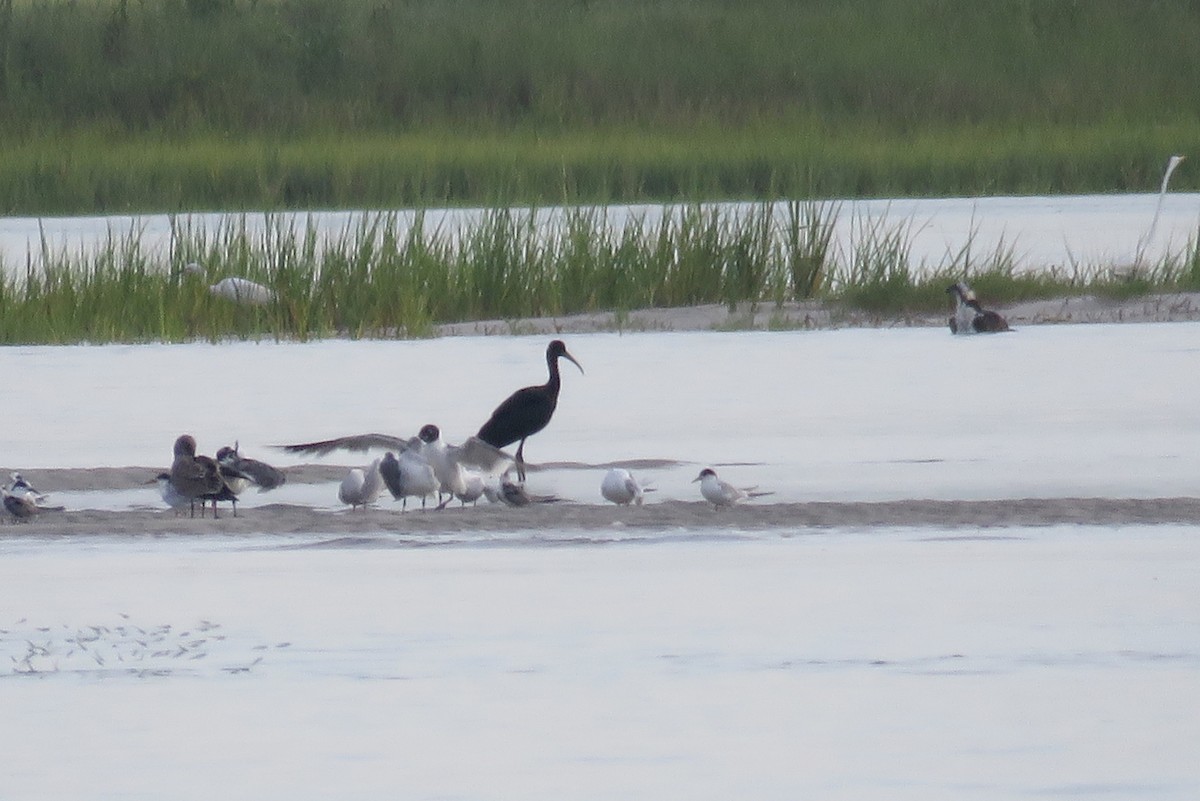 Glossy Ibis - ML110451811