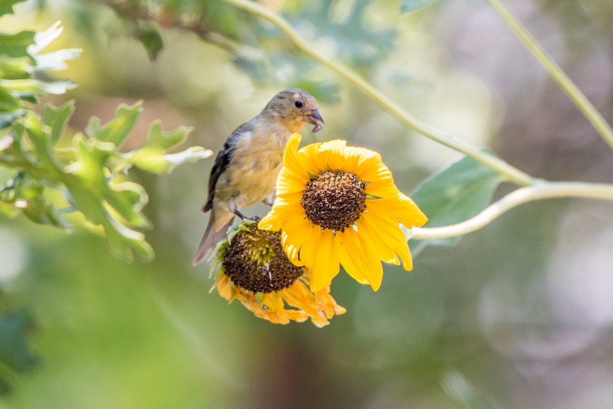 Lesser Goldfinch - ML110451911