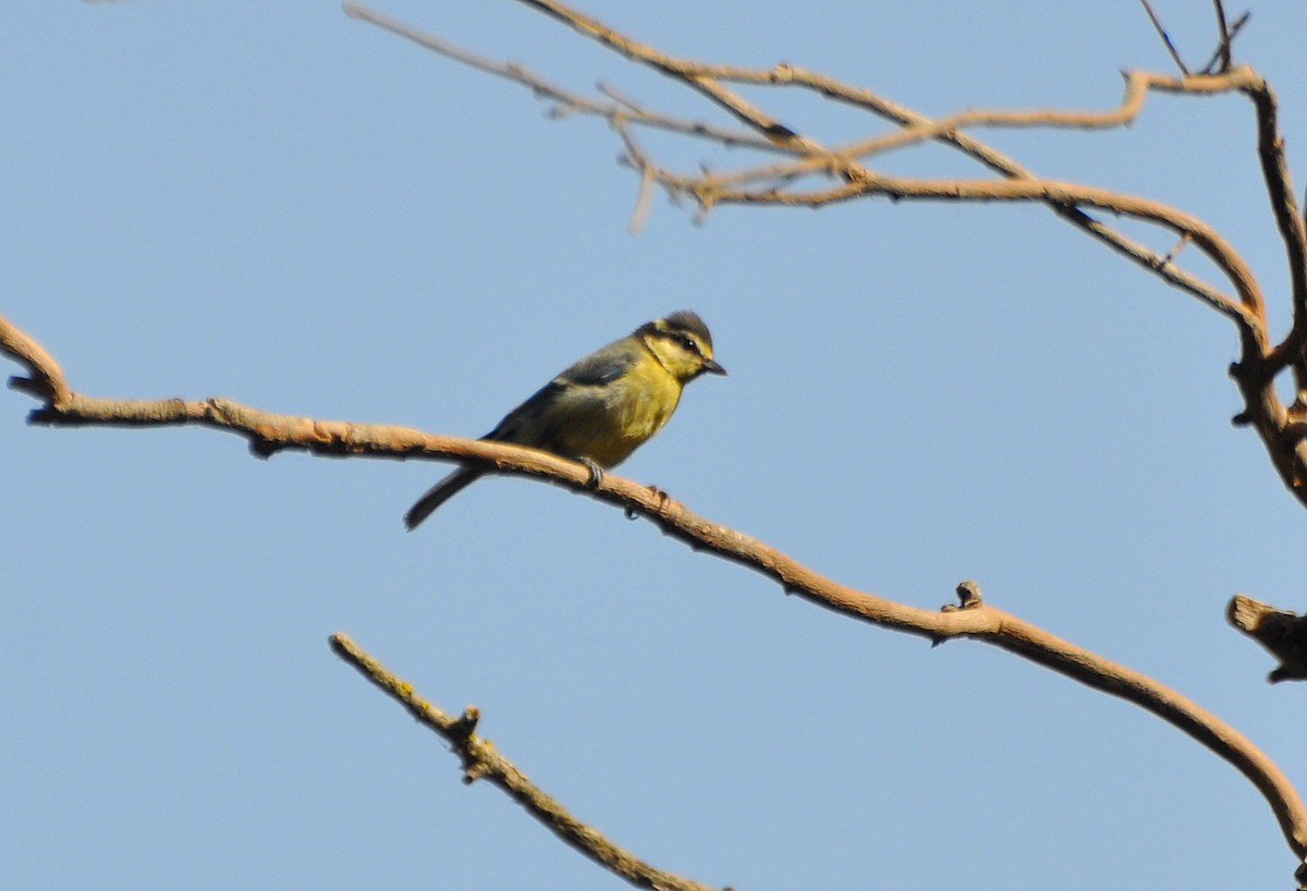 Mésange nord-africaine - ML110452001