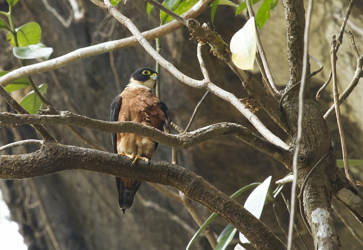 Oriental Hobby - Christopher Adler