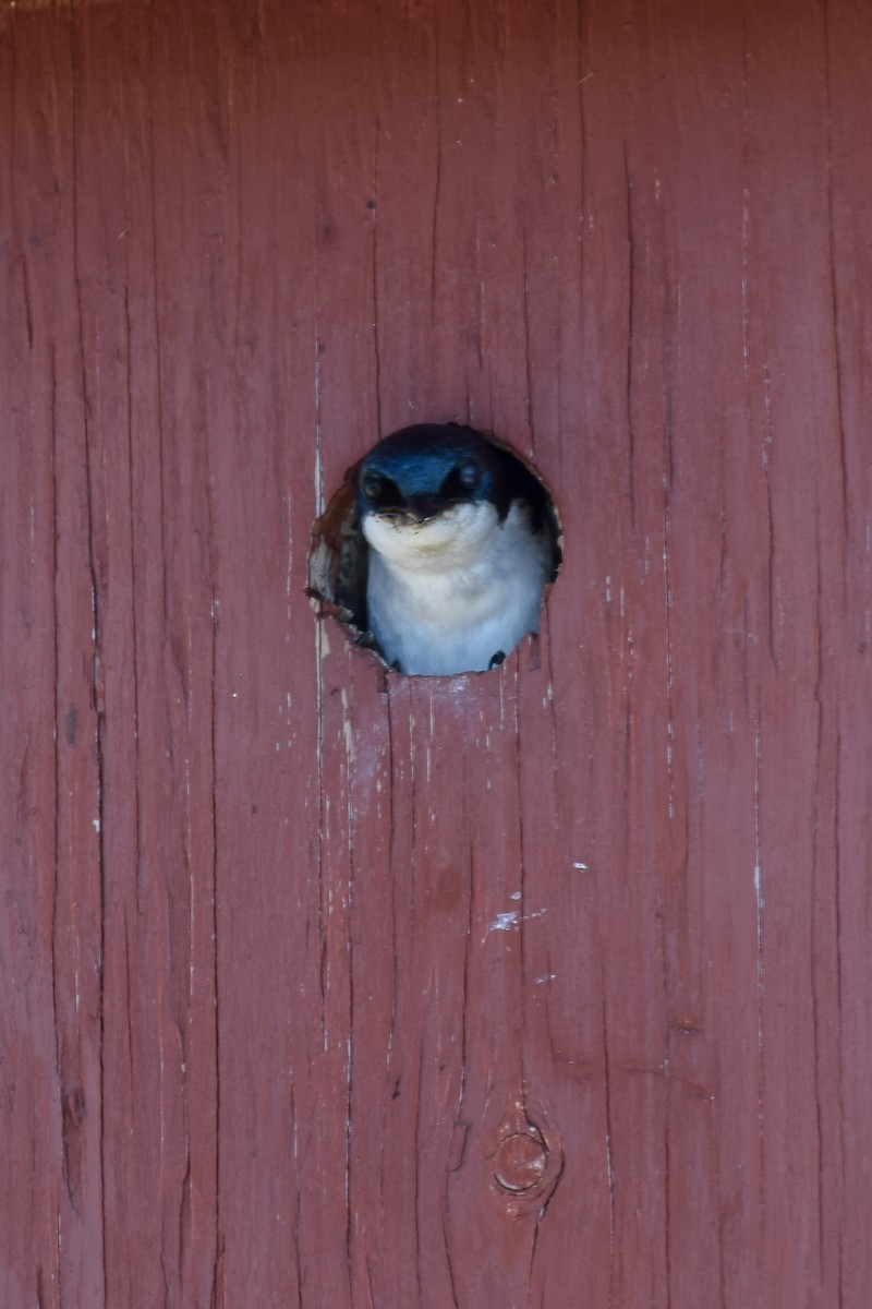 Tree Swallow - ML110454151