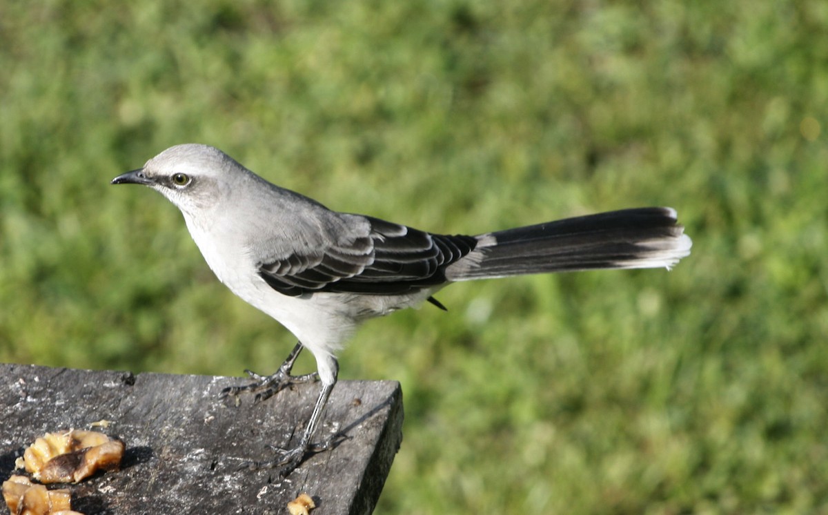 Tropical Mockingbird - Paul Oehrlein