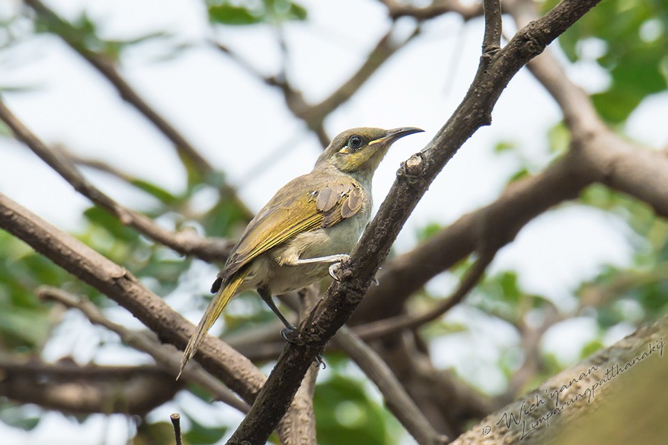 Brown Honeyeater - ML110456941