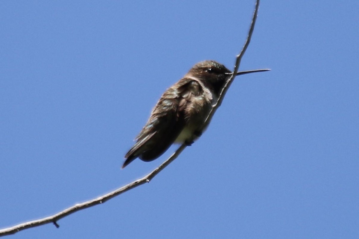 Black-chinned Hummingbird - ML110456981