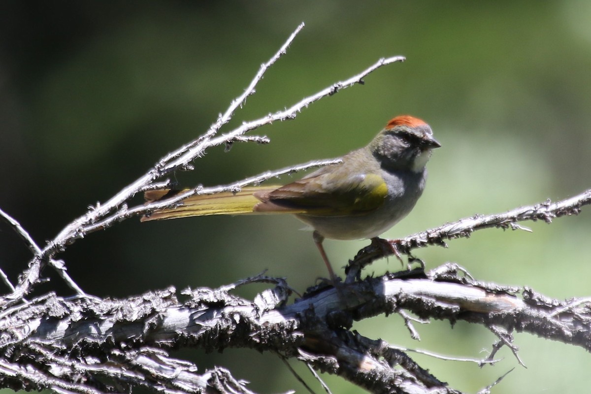 Green-tailed Towhee - ML110457061