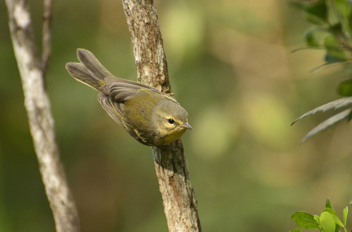 Vitelline Warbler - Nick Ebanks