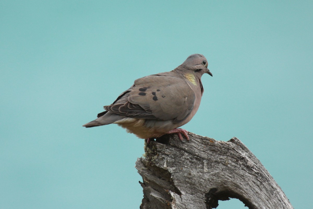 Eared Dove - ML110457271