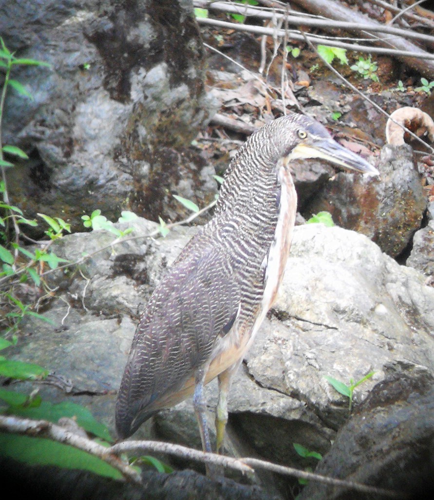 Fasciated Tiger-Heron - ML110457841