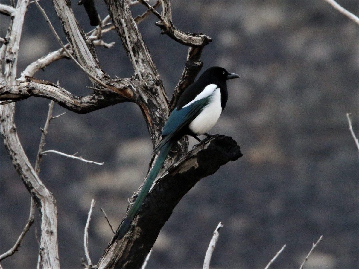 Black-billed Magpie - ML110458731