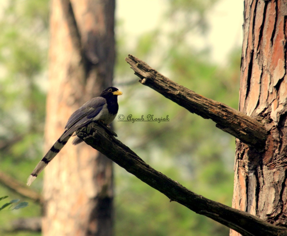 Yellow-billed Blue-Magpie - Mohd Ayoub