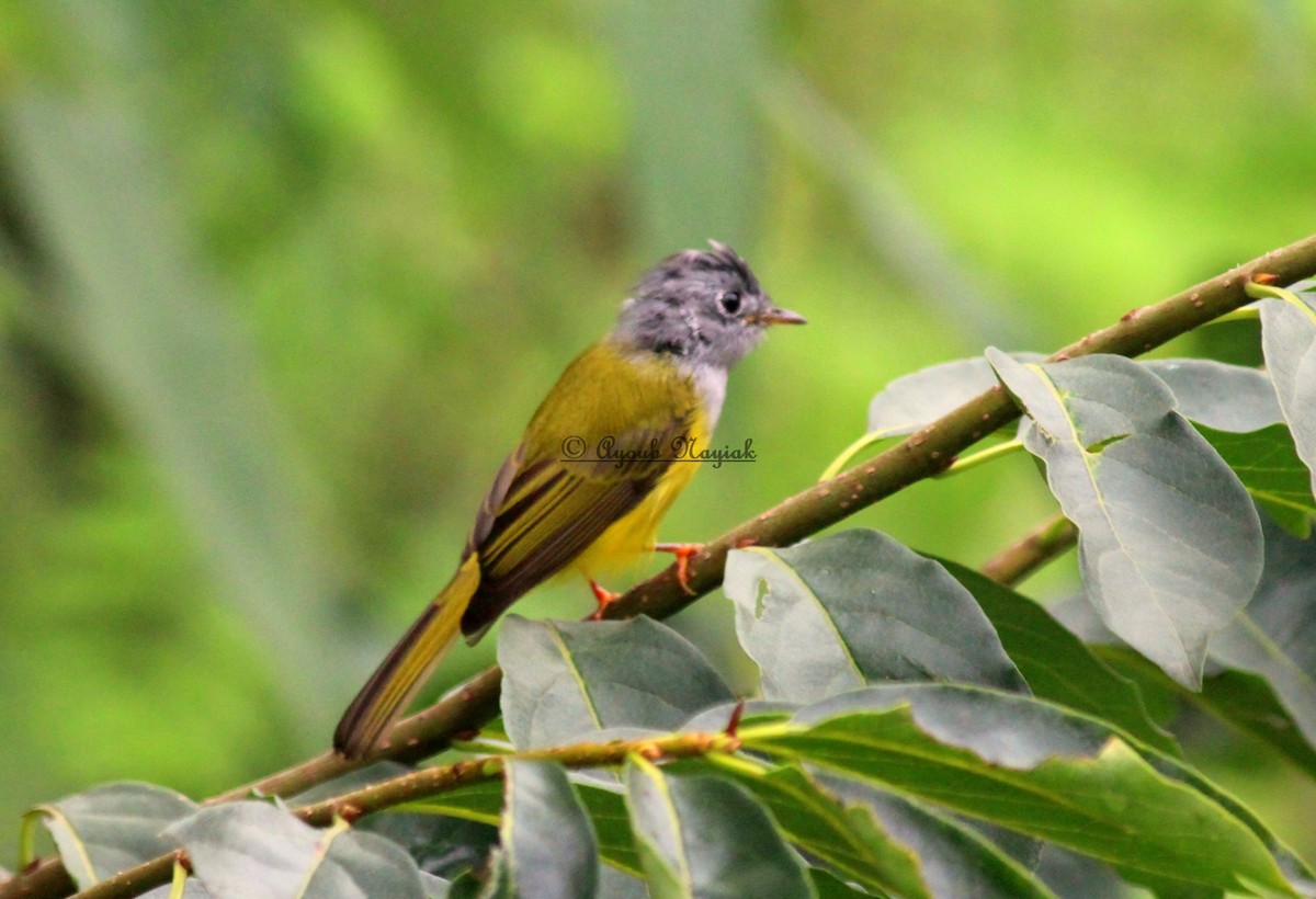 Gray-headed Canary-Flycatcher - Mohd Ayoub