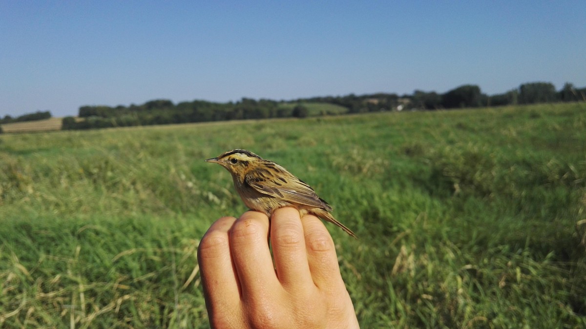 Aquatic Warbler - ML110459231