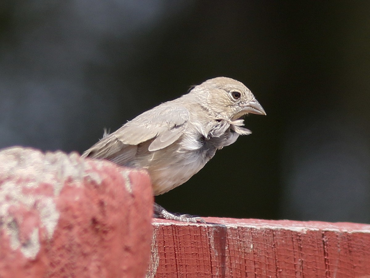Canyon Towhee - ML110461361